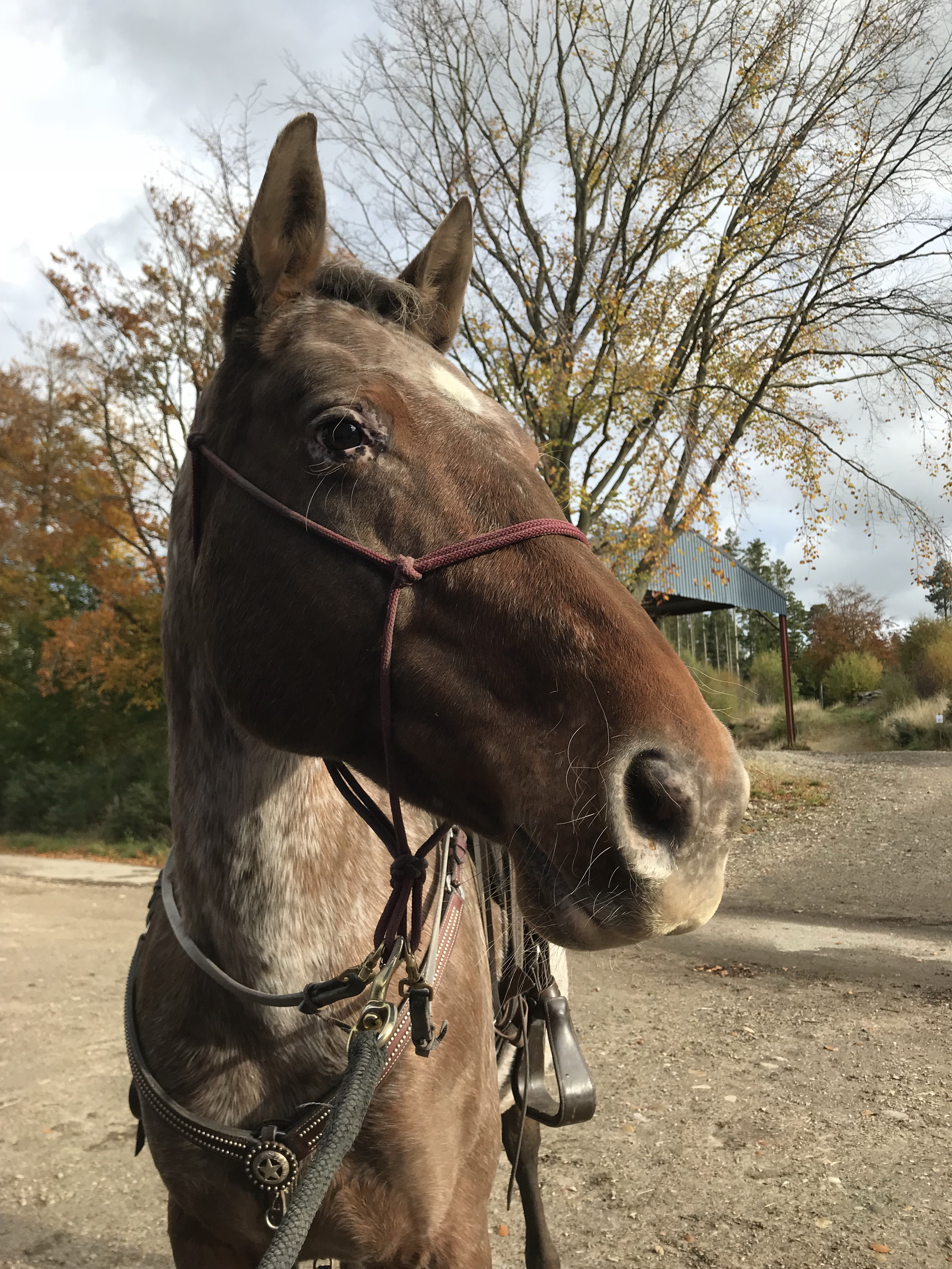 Swift - 'Spotty Bum'