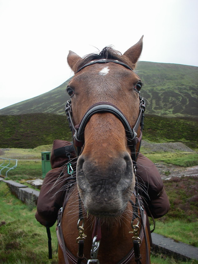 The joker of the pack